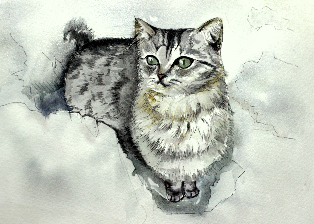cat